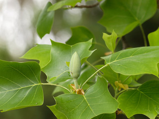 Liriodendron tulipifera - Bourgeon en cours d'éclosion d'une fleur du Tulipier de Virginie ou arbre au lis