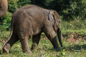 Naklejka premium Baby elephant, elephant, elephant conservation centre in Thailand.
