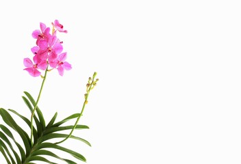 Naklejka premium lilac orchid isolated on white background