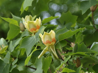 Liriodendron tulipifera - Fleurs écloses du tulipier de Virginie ou arbre au lis ressemblant à...