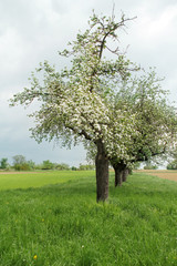 Fototapeta na wymiar row of blooming apple trees in the field