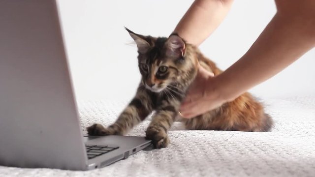 young maine coon kitten cat using a gray laptop on white background. working with computer concept