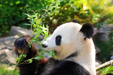 Gardinen Panda Giant panda in summer  © denisapro