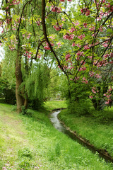 Fototapeta premium blooming pink buds on tree branches in spring