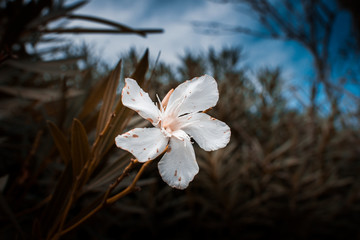 Oleander mallorca flower