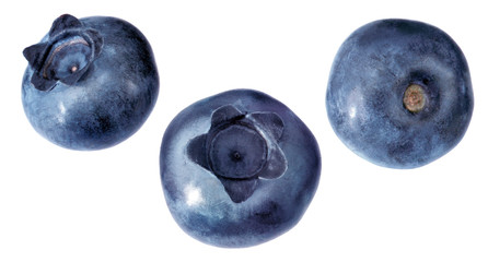 Blaubeeren isoliert