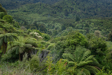 Naklejka premium Te Urewera National park. New Zealand. Forest. Jungle. Ferns