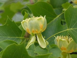 Liriodendron tulipifera - Grosse fleur éclose du tulipier de Virginie ou arbre au lis ressemblant à une tulipe aux pétales vert clair, jaune orangé 