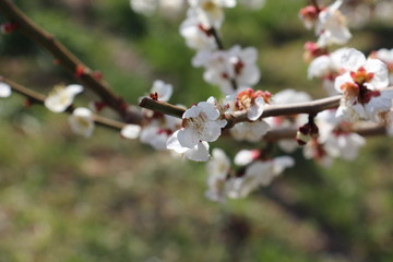 plum blossoms