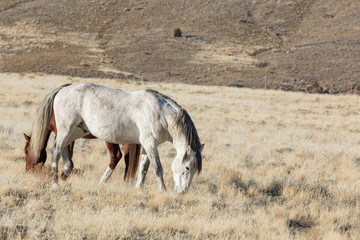 Obraz premium Herd of Wild Horses in Winter in Utah