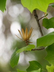 Liriodendron tulipifera - Akènes ou samares maturés du tulipier de Virginie ou arbre au lis © Marc