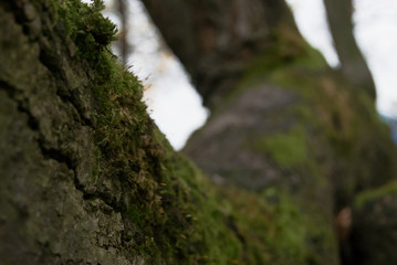 branch of the tree covered with MOSS