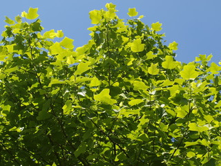 Liriodendron tulipifera - Feuillage de couleur jaune-vert du tulipier de Virginie ou arbre au lis