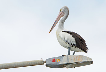 An Australian Pelican 'Pelecanus conspicillatus' stands on top of a lamp post in Batemans Bay, New South Wales.