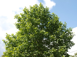 Obraz premium Liriodendron tulipifera - Le Tulipier de Virginie ou arbre au lis en étéc