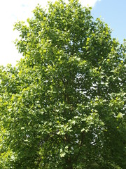 Liriodendron tulipifera - Le Tulipier de Virginie ou arbre au lis en été © Marc