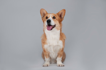 crazy red dog corgi isolated on white background
