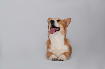 dog welsh corgi pembroke is lying on white background