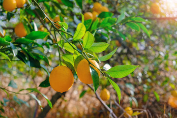 Branches of lemon tree