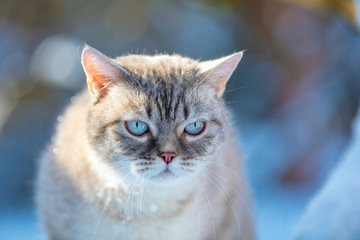 Portrait of the Siamese cat outdoors in winter