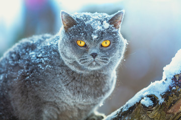 Blue British Shorthair cat sitting on the snowy tree in blizzard