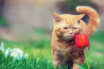 Cute little red kitten walking on the grass in a garden. Cat sniffing tulip flower