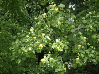 Liriodendron tulipifera - Le Tulipier de Virginie ou arbre au lis en été