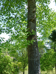 Liriodendron tulipifera - Tronc et écorce gris foncé et fissurée du tulipier de Virginie ou arbre au lis