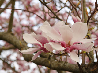 blooming pink magnolia buds on tree branches in spring