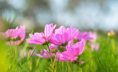 Pink cosmos flowers bloom in the garden.