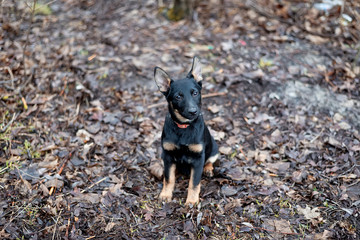 dog in park