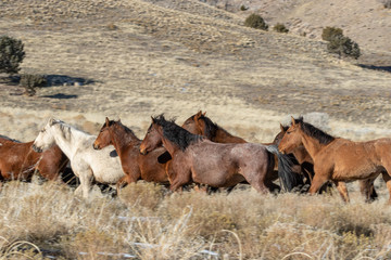 Herd of Wild Horses in Winter in Utah