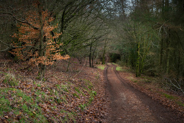 Winter Woodland Landscape