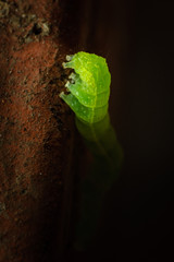 a glowing green caterpillar