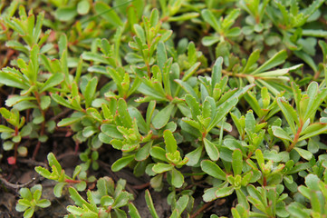 Fototapeta na wymiar Sedum kamtschaticum middendorffianum green plant