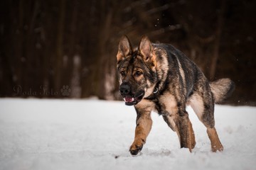 Photo of German shepherd Photo from my third Photoworkshop on Konopiste. It was amazing experience. I love dogs on snow.