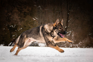 Photo of German shepherd Photo from my third Photoworkshop on Konopiste. It was amazing experience. I love dogs on snow.