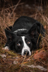 Cute border collie in grass