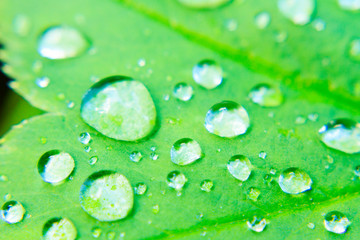 raindrops on a green leaf