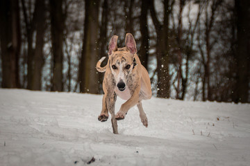 whippet is running in the snow