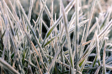 Leaves and grass covered with hoarfrost in a macro shot.