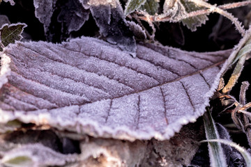 Leaves and grass covered with hoarfrost in a macro shot.