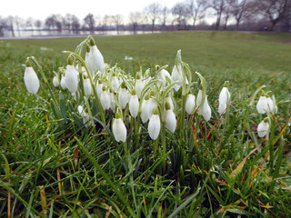 Snowdrops, Pontefract Park, Yorkshire