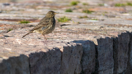 Petit moineau du port
