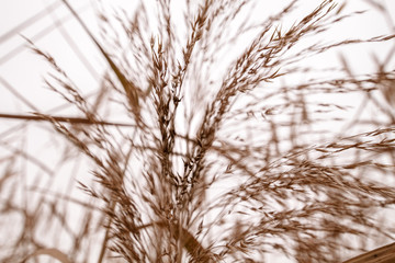 Branches of wheat with an orange and brown color. Wallpaper.