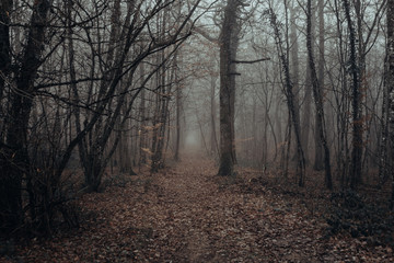 Naklejka premium Mystic and dark forest covered with fog. Mysterious and magical.
