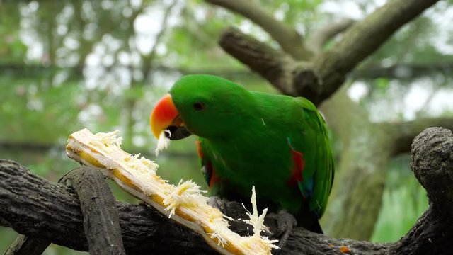 Eclectus parrot eat sugar cane