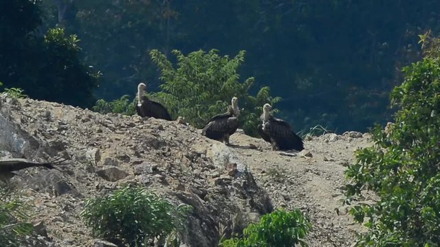 Flock of huge vulture  jumping and flying off . Four of Himalayan griffon flying off in a row from ground of high mountain  flapping and soaring  with fully wingspan toward the camera,HD video .