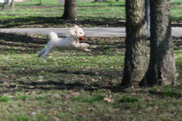 Bichon is running and jumping with a red ball in mouth in park