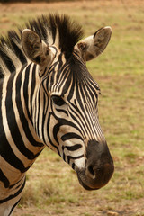 Naklejka premium Zebra close up